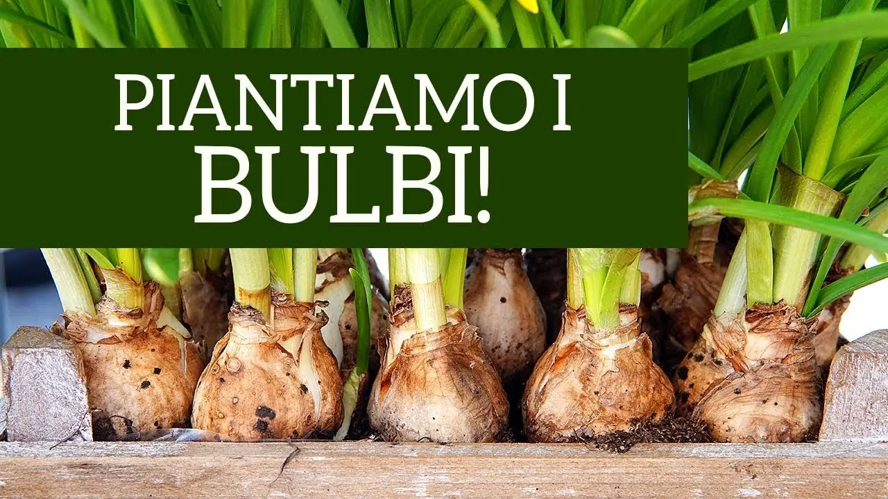 Cosa piantare ad Ottobre 2025: arriva la guida pratica dell’autonno