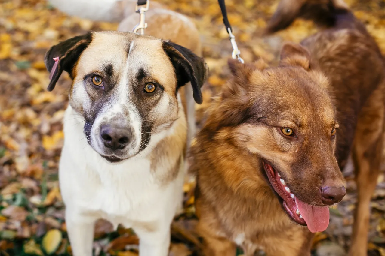 Allerta insufficienza renale nel cane: ecco i sintomi terminali che indicano sofferenza