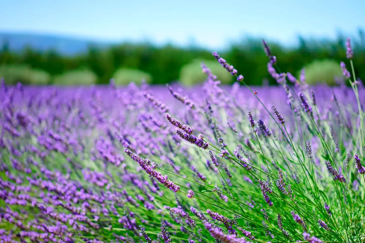 Ami la lavanda ma non resiste nel tuo giardino? Ecco l’alternativa identica e indistruttibile