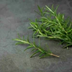 Quando potare il rosmarino: ecco il trucco geniale del giardiniere