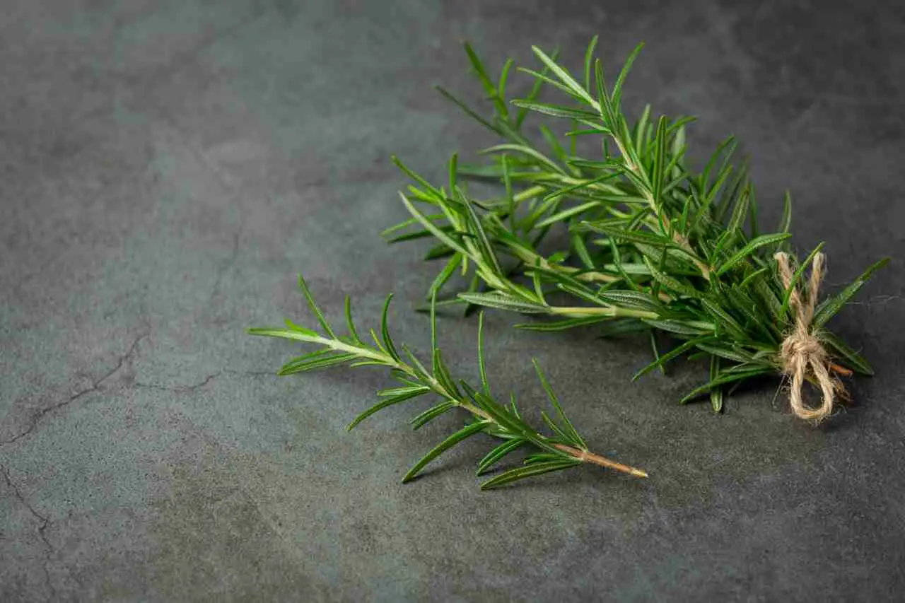 Quando potare il rosmarino: ecco il trucco geniale del giardiniere