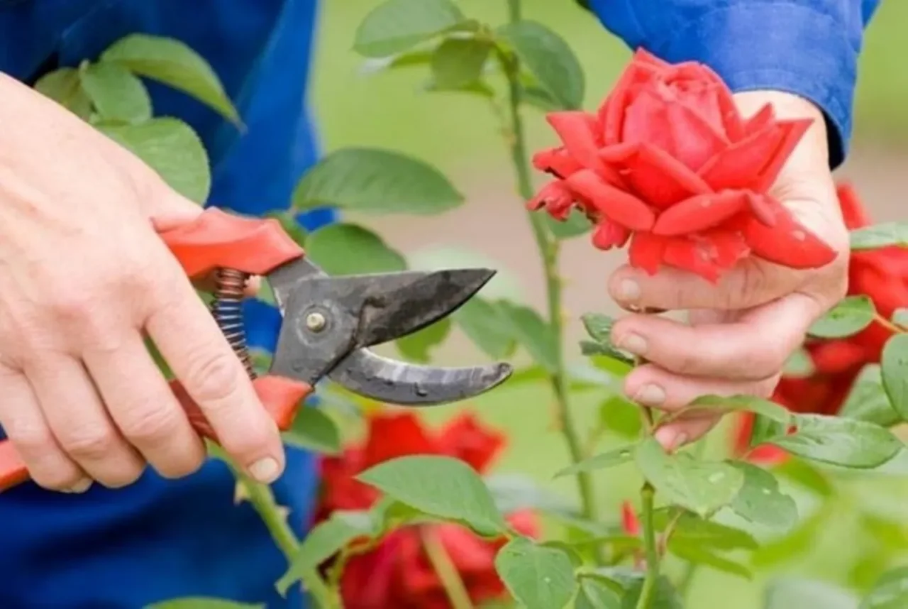 Come e quando potare le rose per una fioritura doppia: il segreto che pochi giardinieri svelano