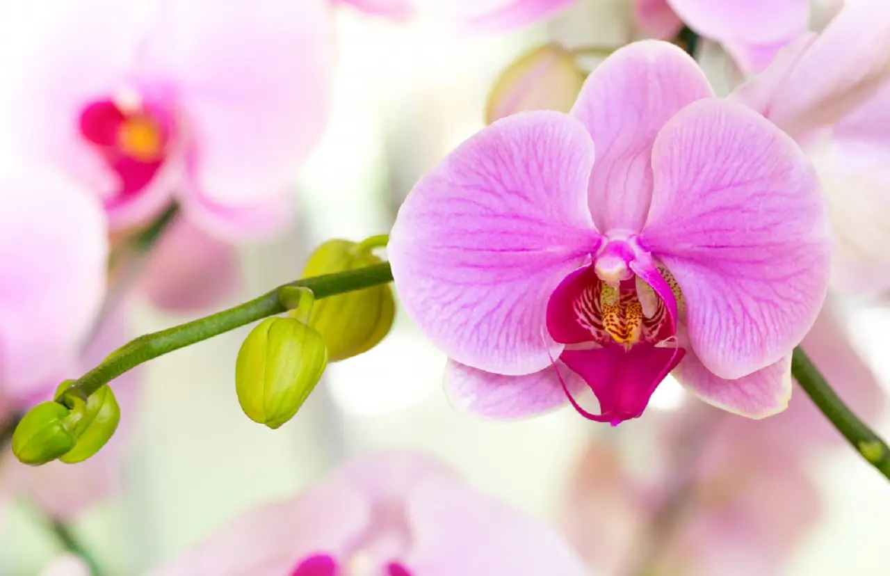 Come salvare le orchidee che sembrano morte: il trucco dell’acqua per farle rifiorire