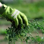Il metodo definitivo per eliminare le erbacce dal giardino senza fatica e senza pesticidi