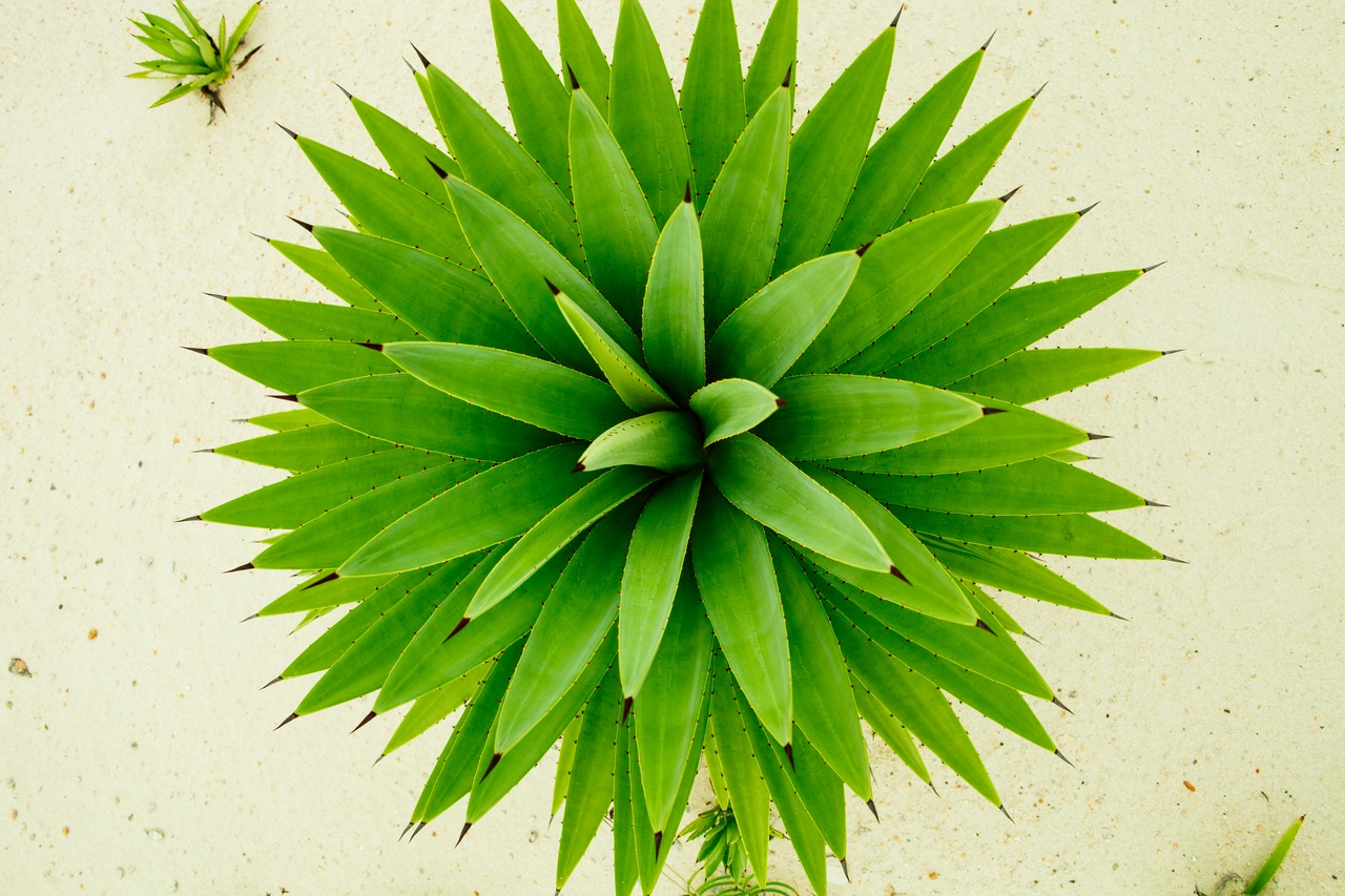 Attenzione: ecco quando è reato far morire intenzionalmente una pianta del vicino