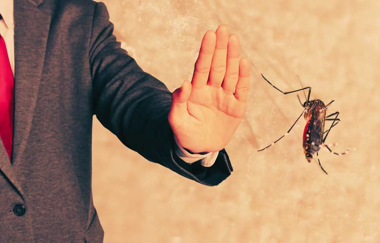 La pianta mangia insetti che devi assolutamente avere in casa contro mosche e zanzare