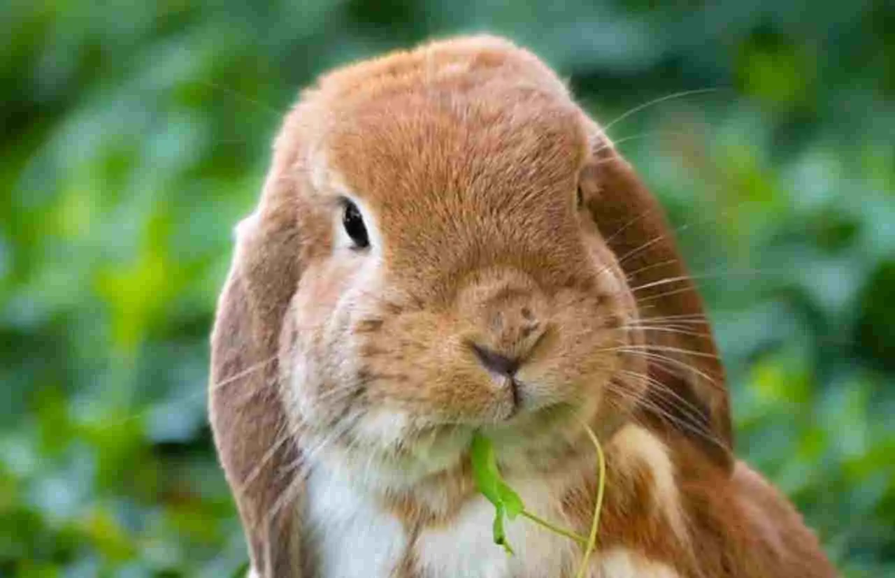 Il tuo coniglio ha il sedere sporco di feci? Ecco come pulirlo subito senza stressarlo