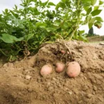 Come coltivare patate dolci: il metodo pratico per farlo nell’orto e nei vasi