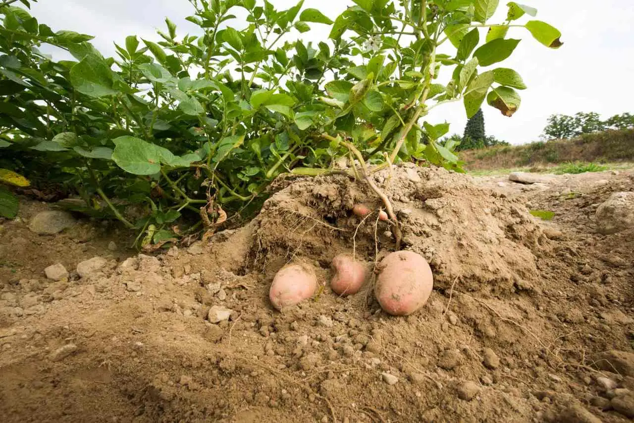 Come coltivare patate dolci: il metodo pratico per farlo nell’orto e nei vasi