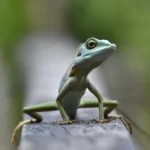 Allarme gechi sul balcone? Ecco il metodo semplice e naturale per allontanarli subito