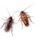 Blatte in casa? Ecco quanto tempo resistono e il trucco per eliminarle più velocemente