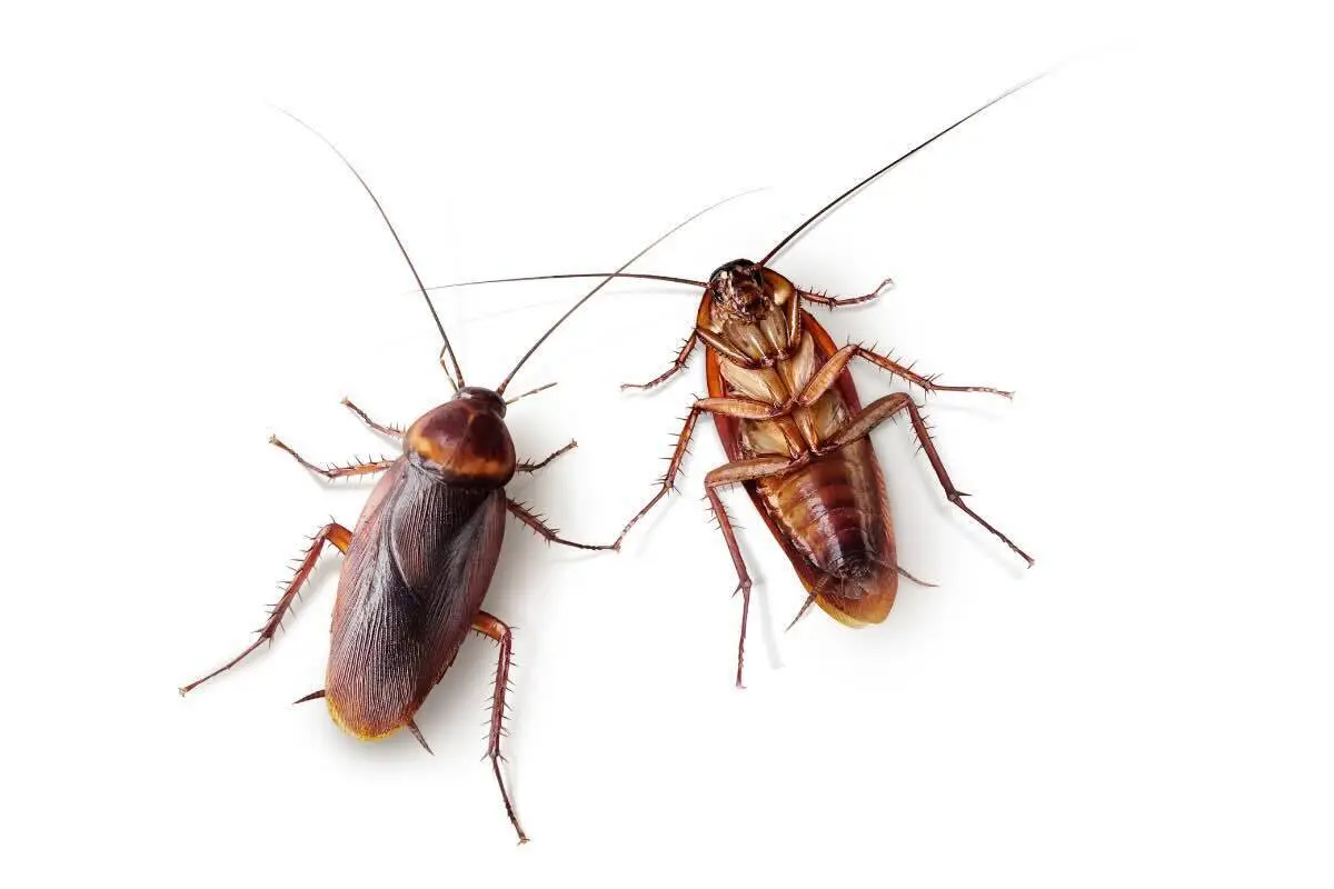 Blatte in casa? Ecco quanto tempo resistono e il trucco per eliminarle più velocemente