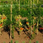 L’orto rialzato sul balcone è la tendenza del momento: ecco l’idea pratica per coltivare ovunque