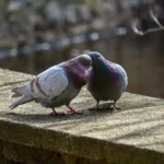 Incredibile: usa questo comune oggetto da cucina sul balcone e i piccioni spariranno subito