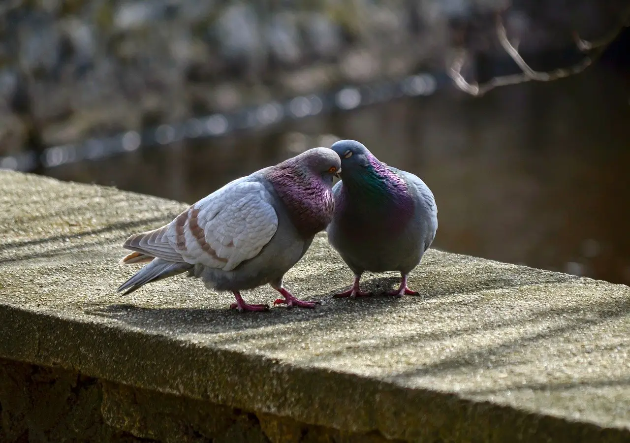 Incredibile: usa questo comune oggetto da cucina sul balcone e i piccioni spariranno subito