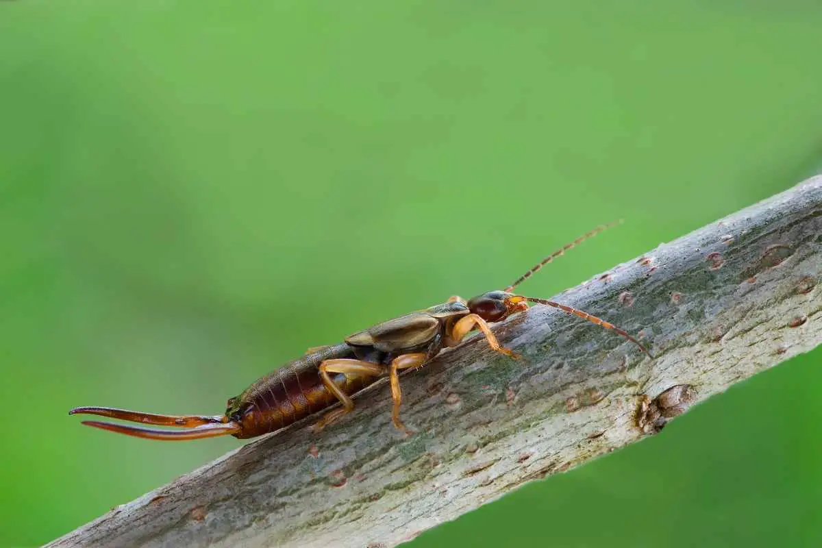 Allerta insetto forbice: ecco cosa fa davvero quando ti infesta la casa