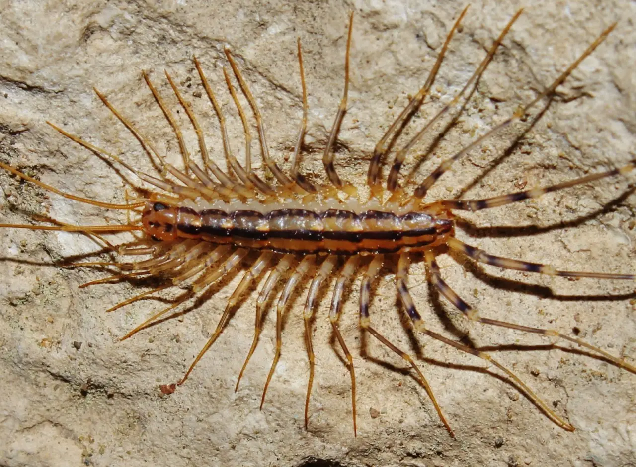 Invasione di scutigere in casa? Ecco il metodo naturale che le elimina subito