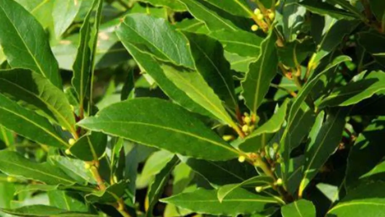 Metti l’alloro esattamente in questo punto della casa: ecco cosa dice la tradizione sulla fortuna