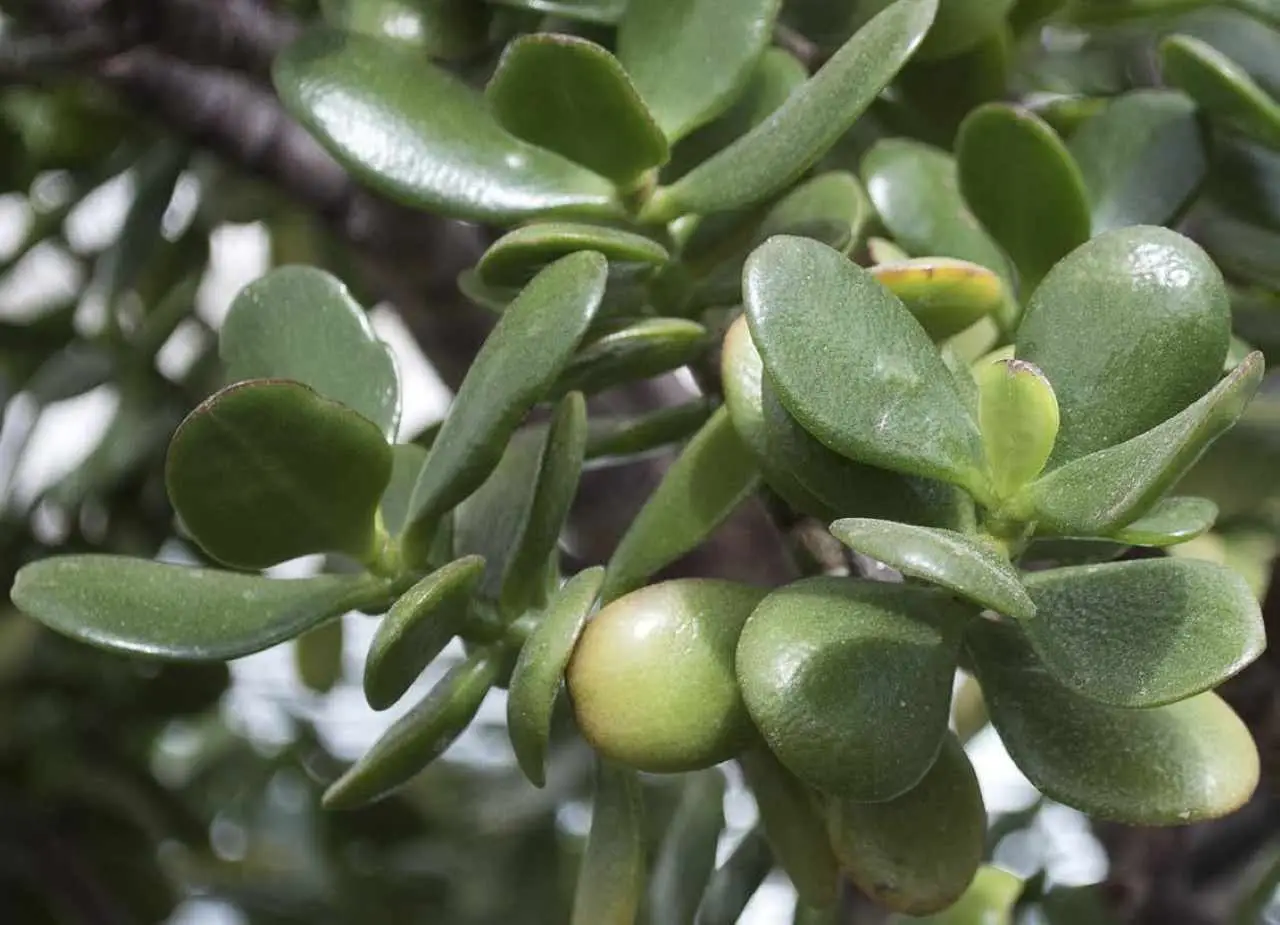 Pianta di giada e fortuna: ecco dove metterla in casa per raddoppiare l’energia positiva