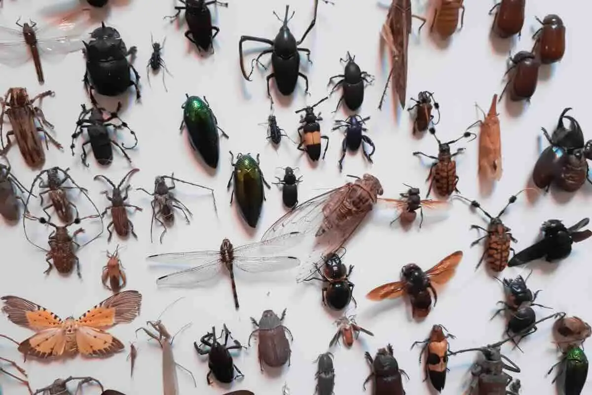 Non uccidere mai questi insetti comuni: ti stanno proteggendo la casa dagli invasori peggiori