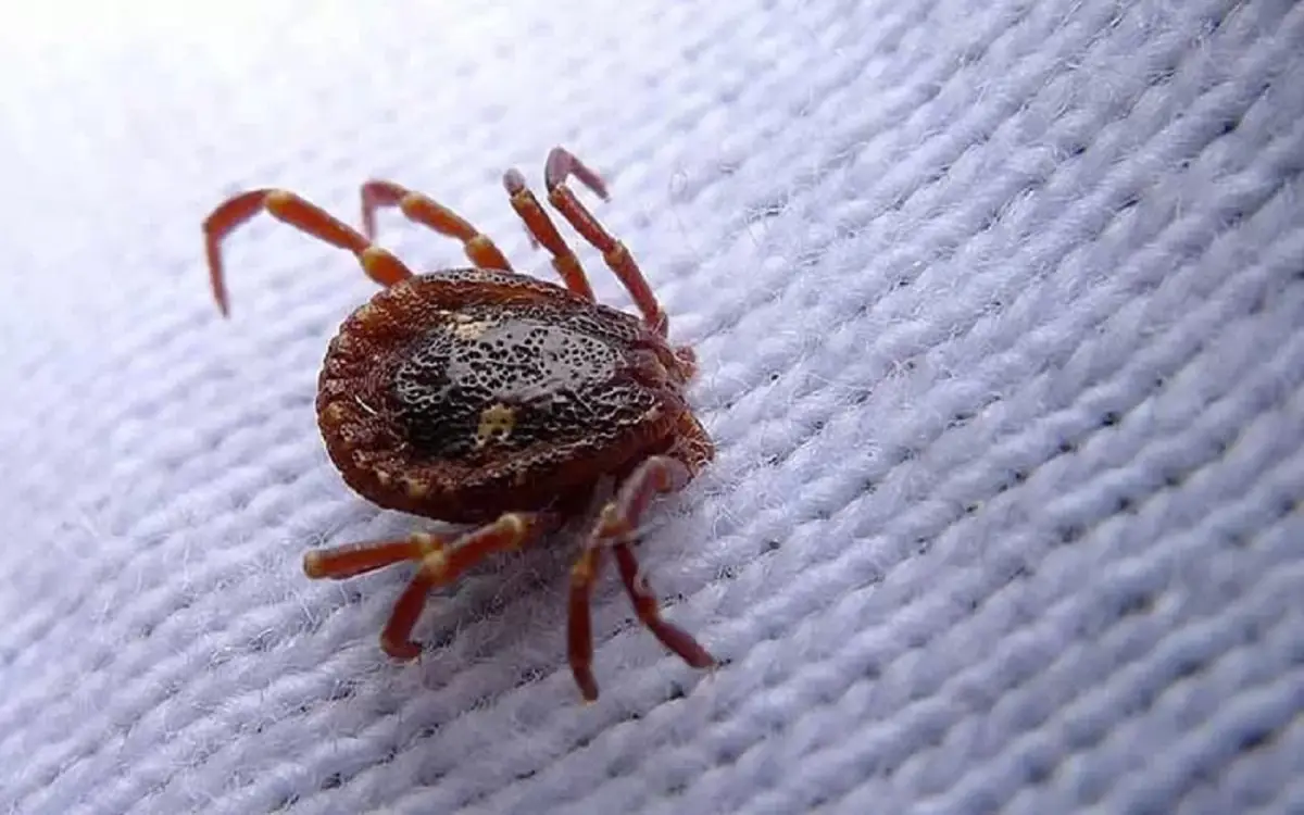 Smetti di usare spray inutili: ecco il metodo definitivo per eliminare gli acari in casa