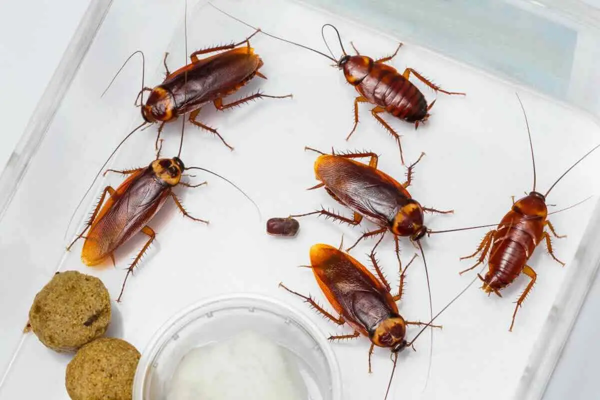 Allarme scarafaggi: ecco i punti esatti della casa da cui entrano che devi sigillare subito