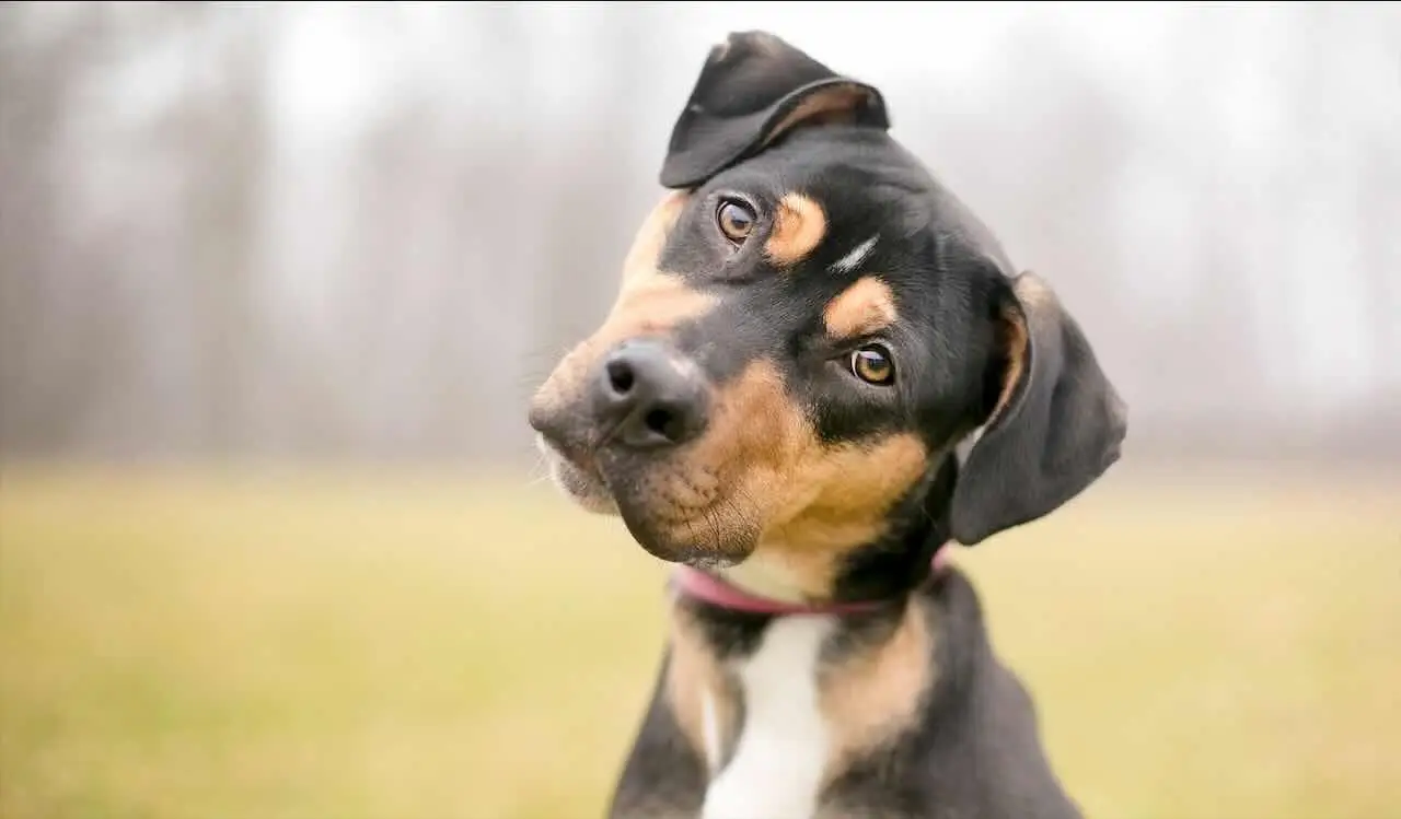 Vivi con animali domestici? Ecco come disinfettare casa senza avvelenarli con i detergenti