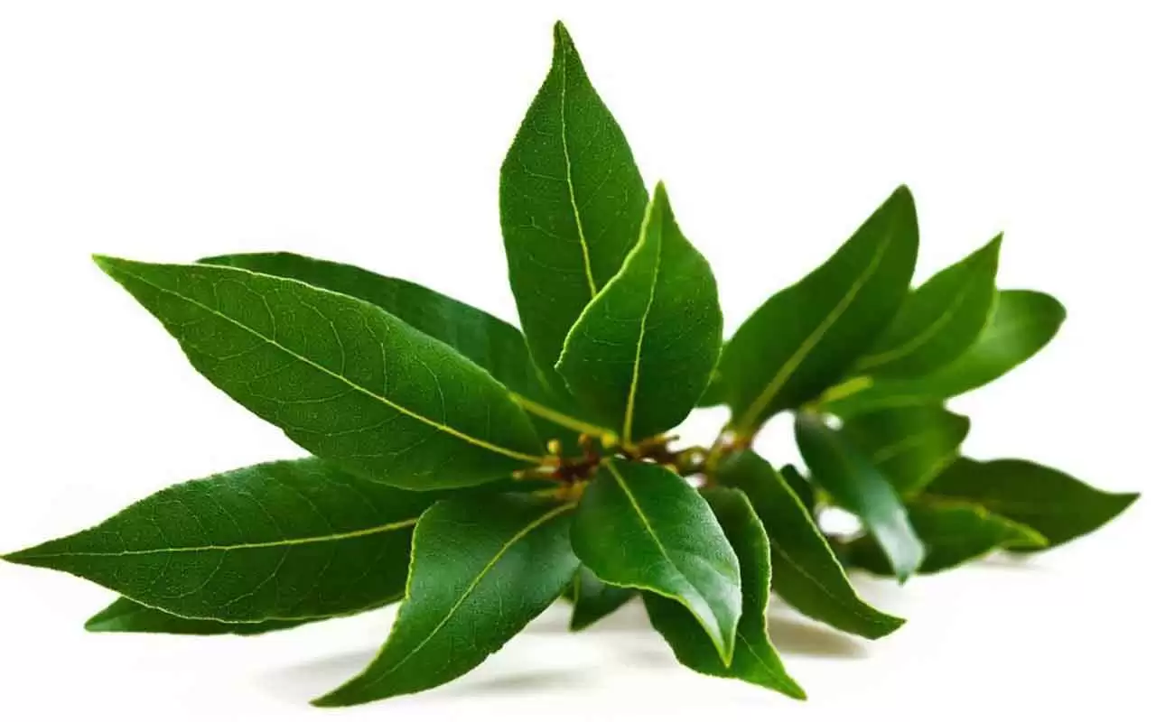 Brucia dell’alloro in casa: ecco il potente effetto immediato che sprigiona nell’aria