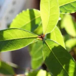 Non mettere le foglie di alloro in casa in questo posto: ecco dove usarle per sfruttarle al massimo