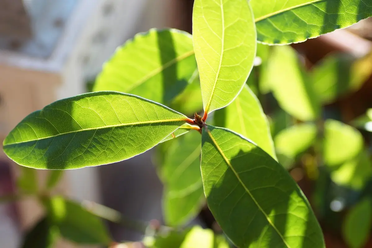 Non mettere le foglie di alloro in casa in questo posto: ecco dove usarle per sfruttarle al massimo