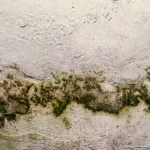 Usi il bicarbonato per togliere la muffa dai muri? Ecco la verità su questo rimedio