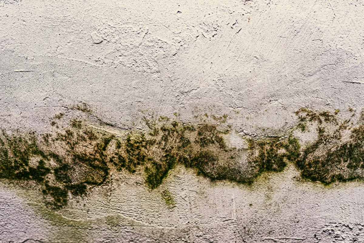 Usi il bicarbonato per togliere la muffa dai muri? Ecco la verità su questo rimedio