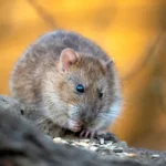 Allontana i topi dal giardino usando questo profumo naturale: è incredibilmente efficace