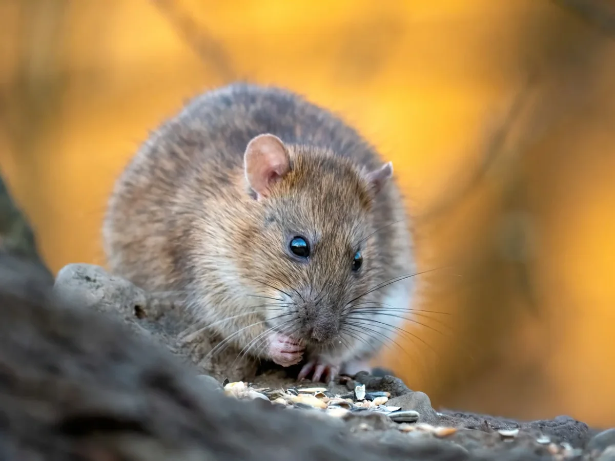 Allontana i topi dal giardino usando questo profumo naturale: è incredibilmente efficace