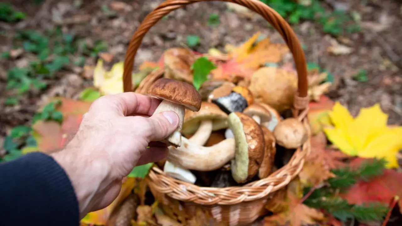 Funghi d’autunno: ecco le varietà più diffuse, e quelle che stanno scomparendo