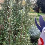 Quando potare il rosmarino vecchio, il trucco per farlo rinascere in primavera