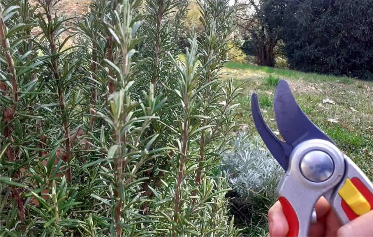 Quando potare il rosmarino vecchio, il trucco per farlo rinascere in primavera