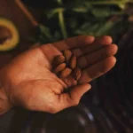 Mangiare mandorle: benefici e limiti