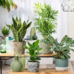 Non mettere queste piante in camera da letto: peggiorano l’aria durante la notte