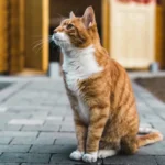 Perché il gatto fa le fusa, ecco il vero motivo che non ti aspettic