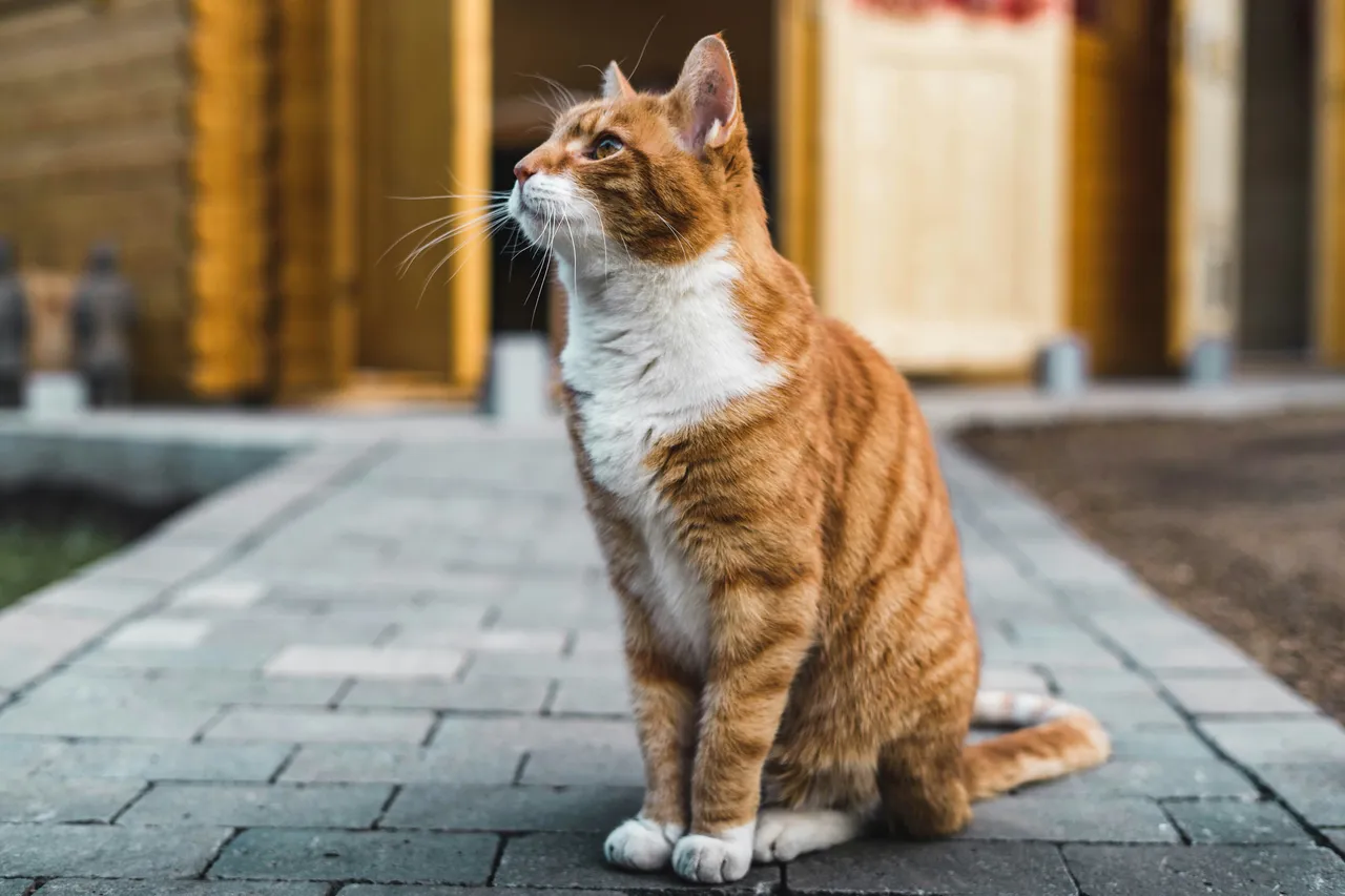 Perché il gatto fa le fusa, ecco il vero motivo che non ti aspettic