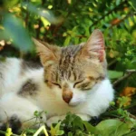 Dopo quanto tempo il gatto non ti riconosce più?