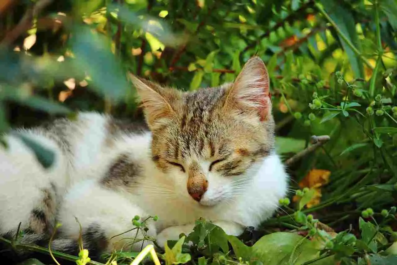 Dopo quanto tempo il gatto non ti riconosce più?