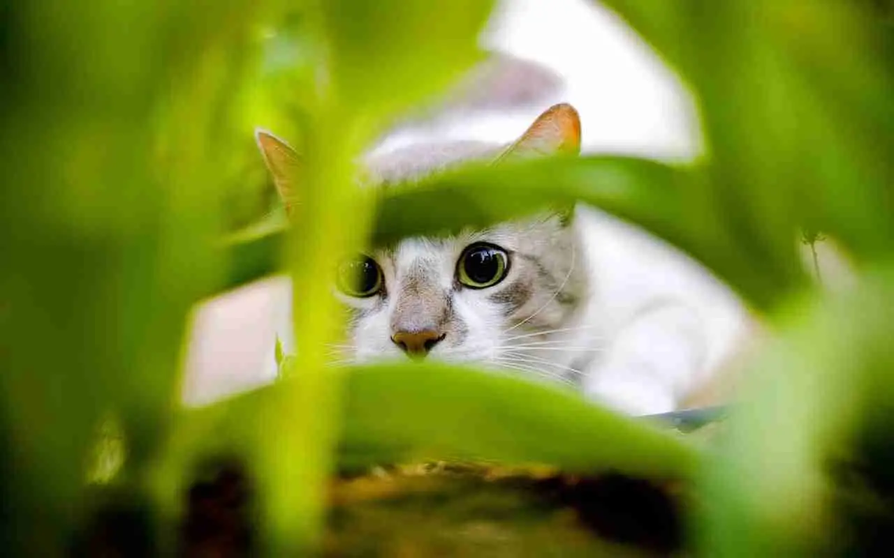Il tuo gatto fa pipì in casa? Ecco cosa spruzzare subito per fermarlo